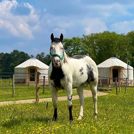 Magnolia Hoeve - Unieke Bestemming Voor Paardenliefhebbers En Bijzondere Overnachtingen In De Natuur Ledeacker Luaran gambar