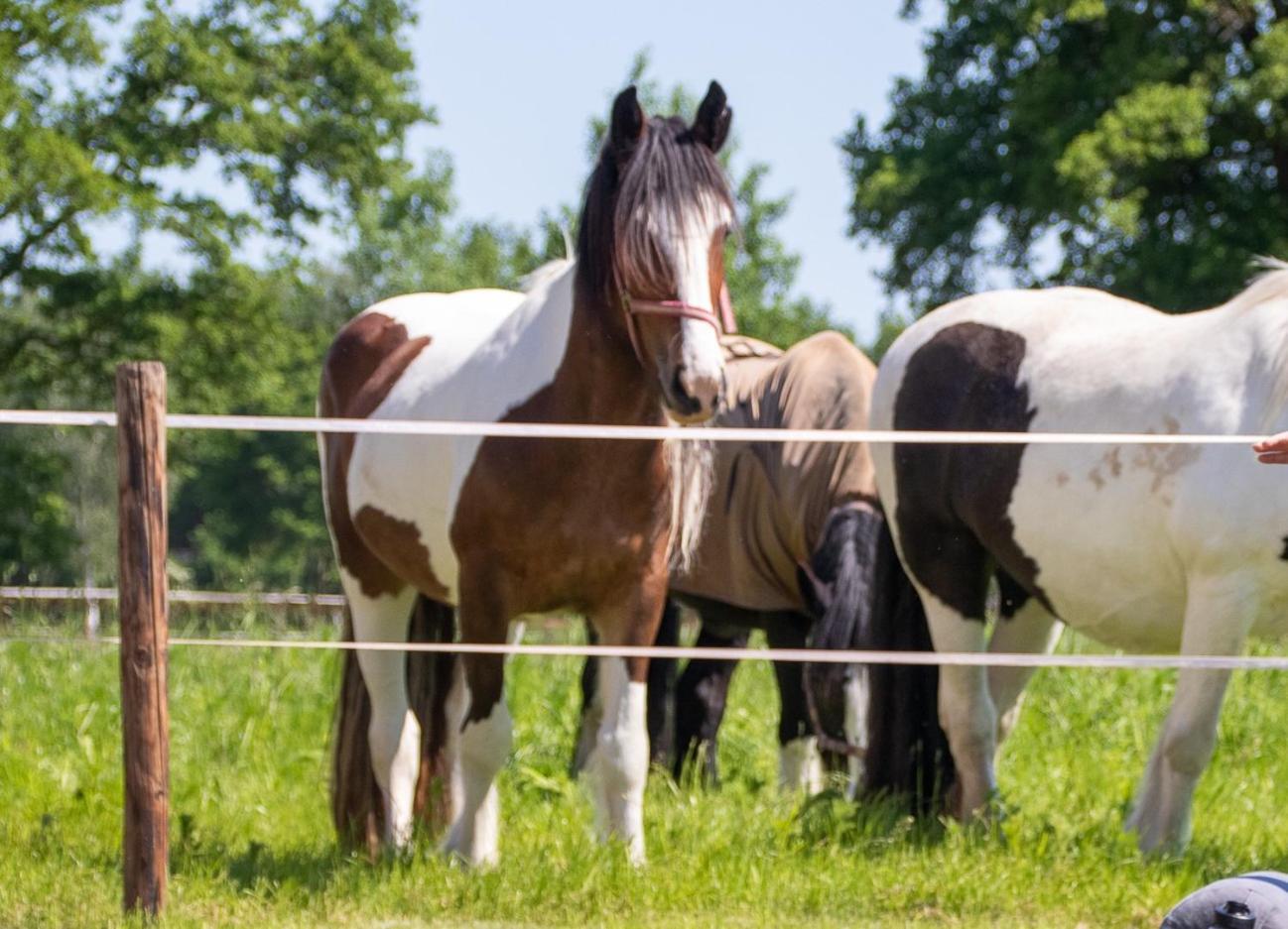 Magnolia Hoeve - Unieke Bestemming Voor Paardenliefhebbers En Bijzondere Overnachtingen In De Natuur Ledeacker Luaran gambar