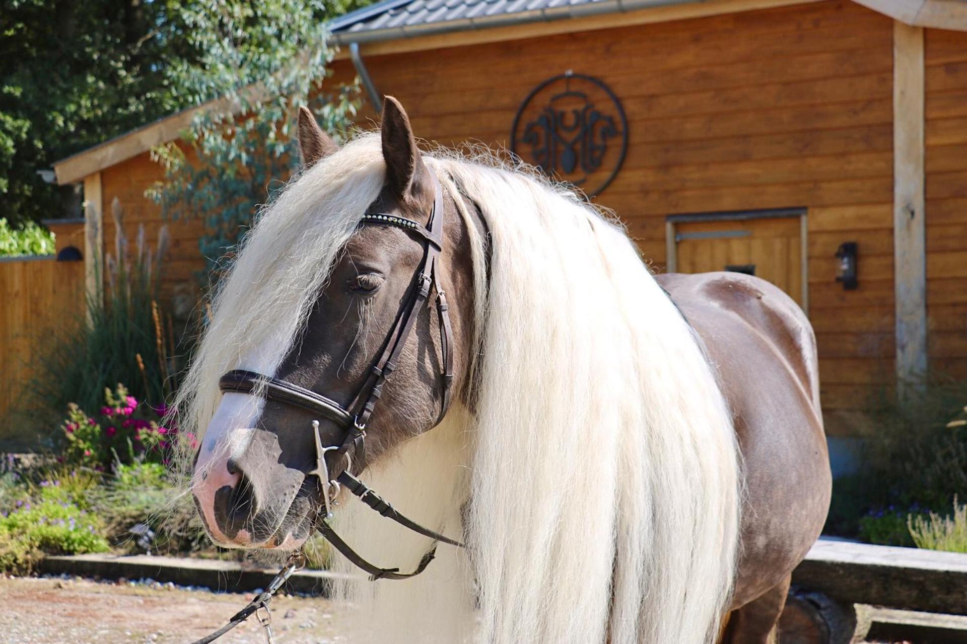 Magnolia Hoeve - Unieke Bestemming Voor Paardenliefhebbers En Bijzondere Overnachtingen In De Natuur Ledeacker Luaran gambar