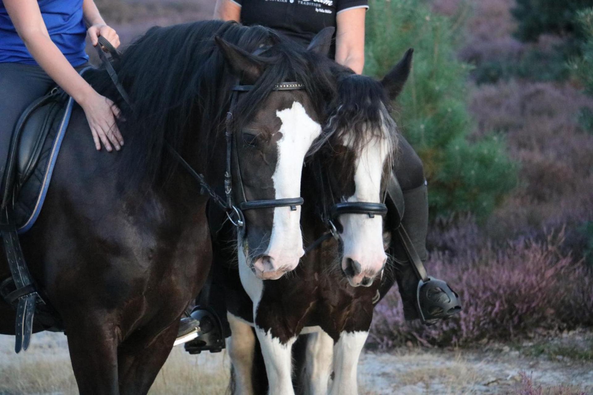 Magnolia Hoeve - Unieke Bestemming Voor Paardenliefhebbers En Bijzondere Overnachtingen In De Natuur Ledeacker Luaran gambar