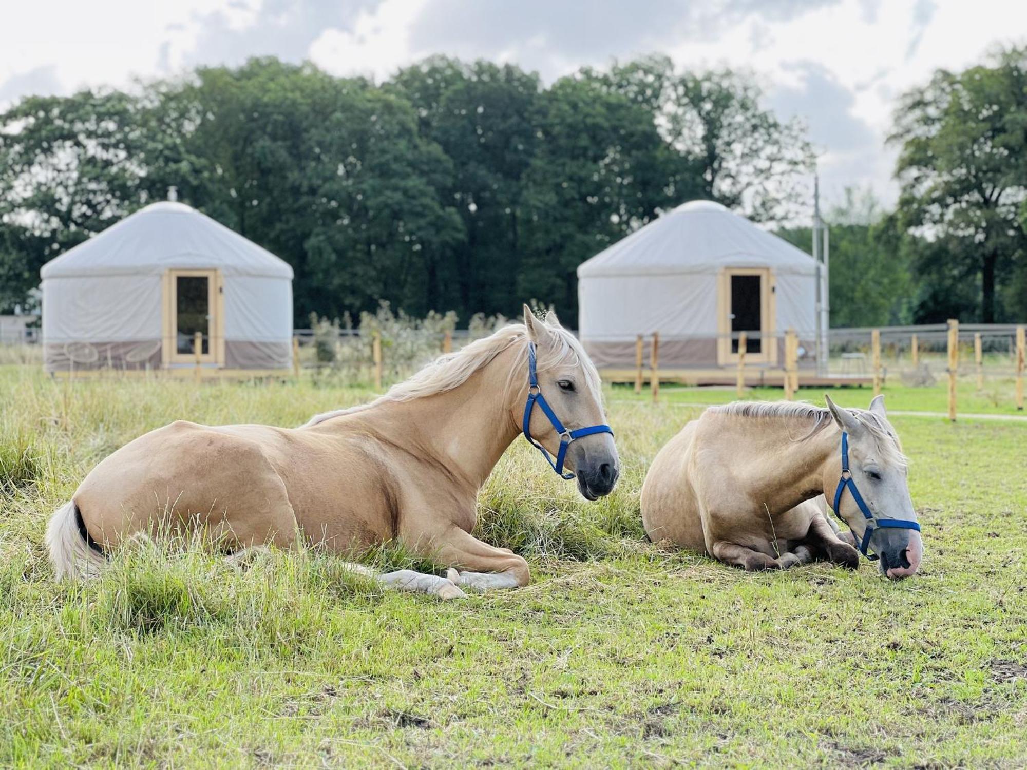 Magnolia Hoeve - Unieke Bestemming Voor Paardenliefhebbers En Bijzondere Overnachtingen In De Natuur Ledeacker Luaran gambar