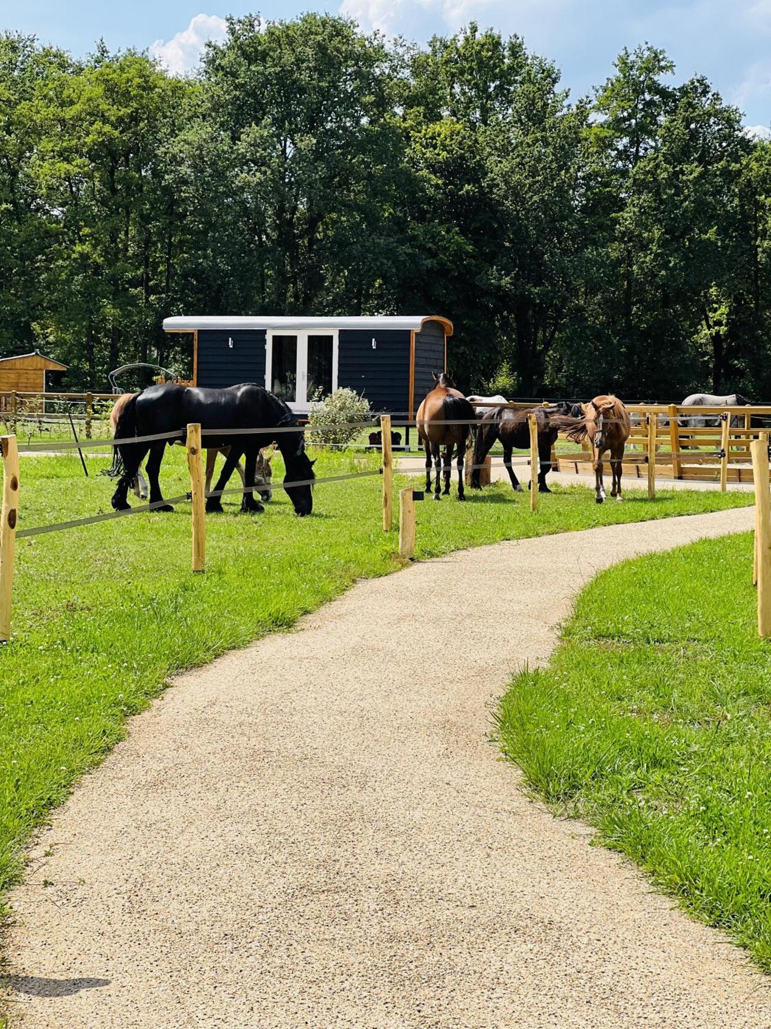 Magnolia Hoeve - Unieke Bestemming Voor Paardenliefhebbers En Bijzondere Overnachtingen In De Natuur Ledeacker Luaran gambar