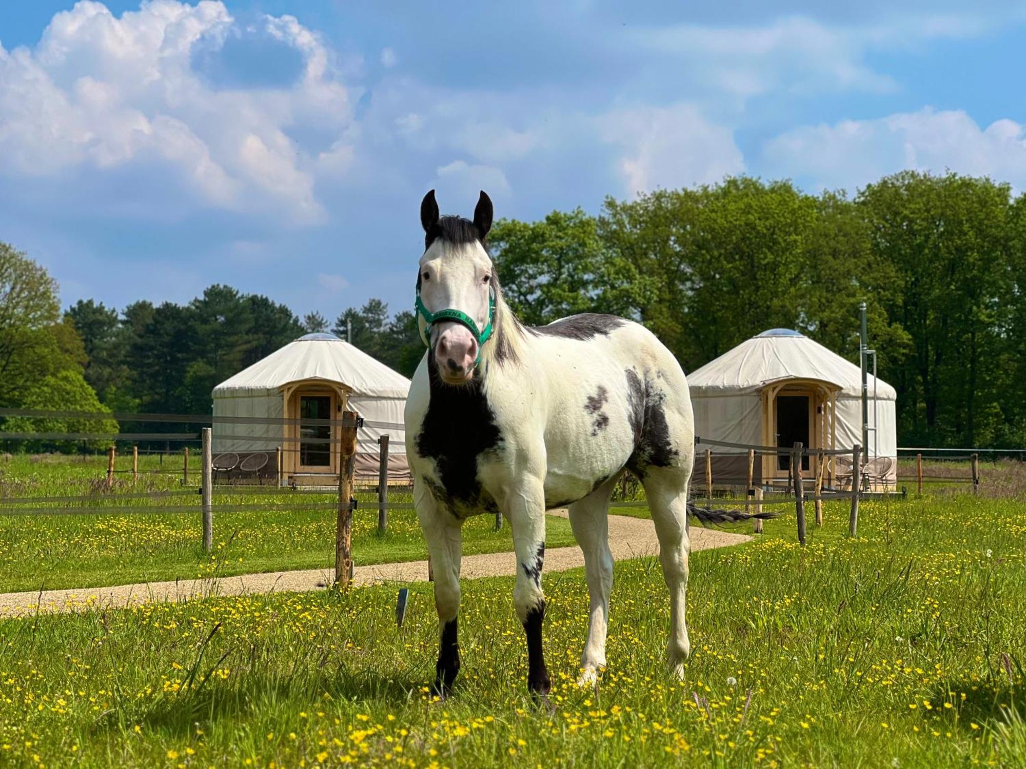 Magnolia Hoeve - Unieke Bestemming Voor Paardenliefhebbers En Bijzondere Overnachtingen In De Natuur Ledeacker Luaran gambar