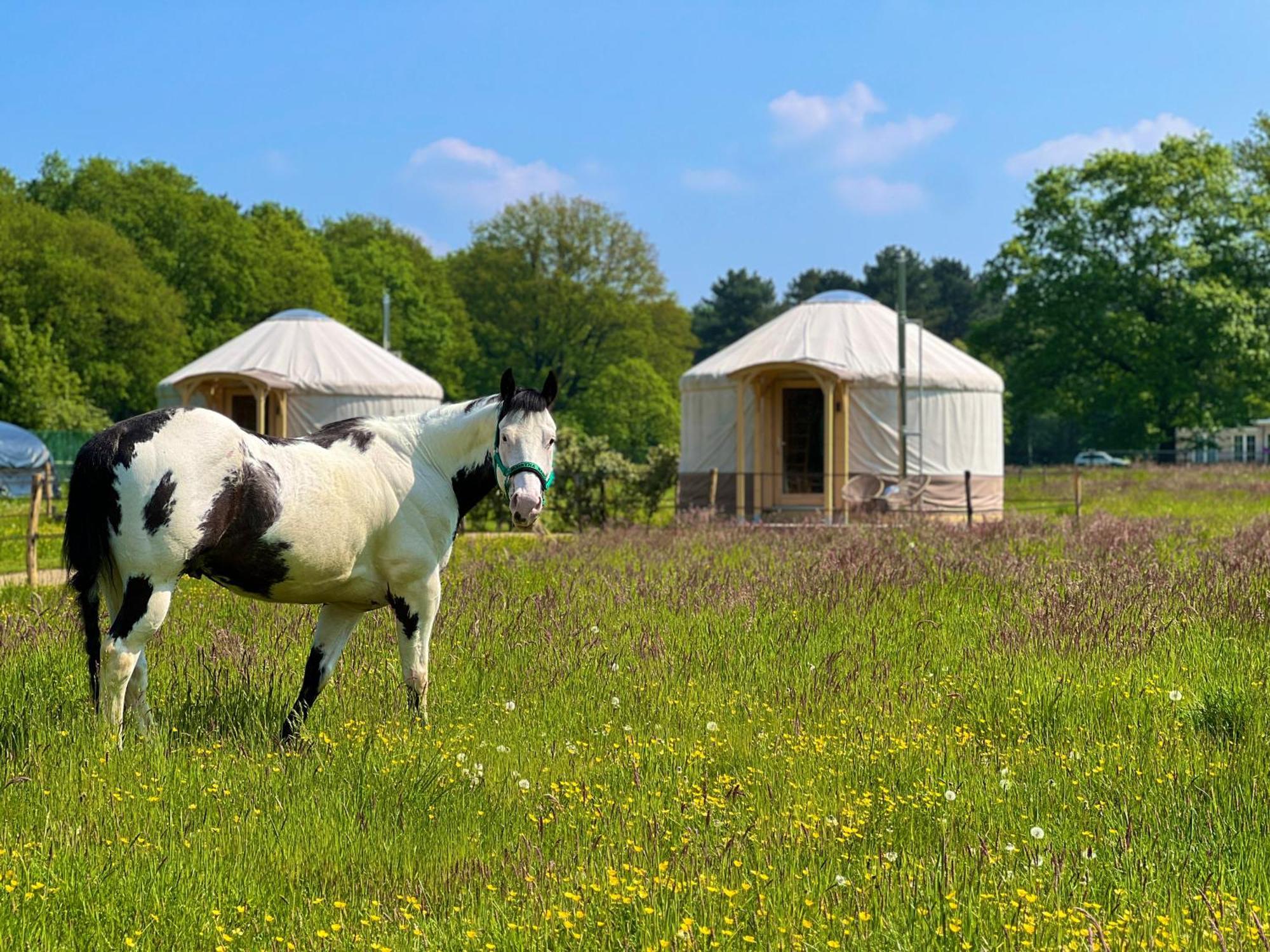 Magnolia Hoeve - Unieke Bestemming Voor Paardenliefhebbers En Bijzondere Overnachtingen In De Natuur Ledeacker Luaran gambar